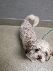 Shelter Stray Female Dog last seen Near BLK FREEMAN AVE, 655 N Mojave Rd, Las Vegas, NV 89101, USA