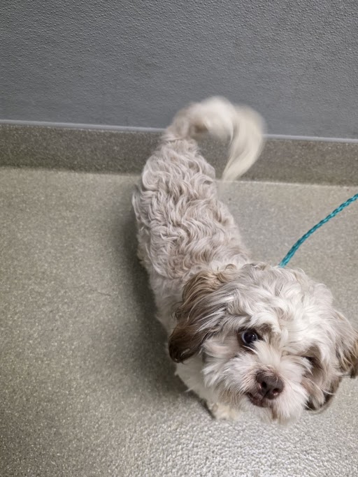 Shelter Stray Female Dog last seen Near BLK FREEMAN AVE, 655 N Mojave Rd, Las Vegas, NV 89101, USA