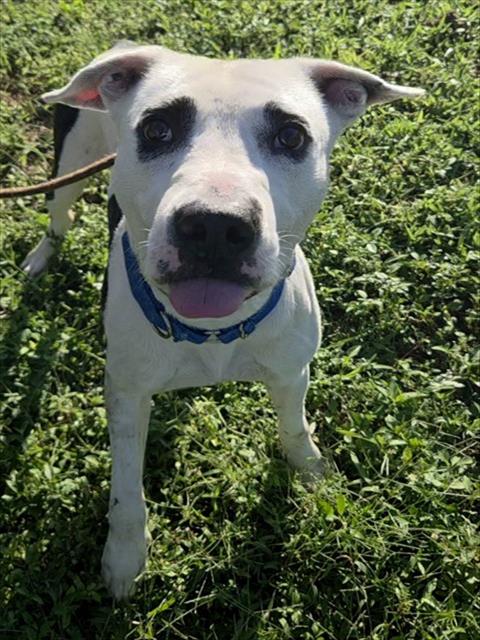 Shelter Stray Male Dog last seen Near BLOCK W ATLANTIC BLVD SAWGRASS TRAIL HEARD CORAL SPRINGS 33321, 2400 SW 42nd St, Fort Lauderdale, FL 33312, USA