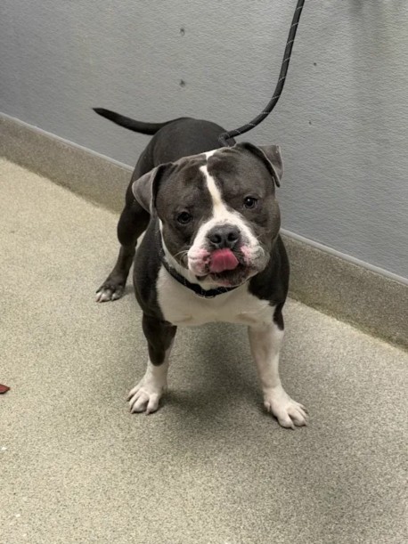 Shelter Stray Male Dog last seen N MOJAVE RD & E WASHINGTON AVE, 655 N Mojave Rd, Las Vegas, NV 89101, USA