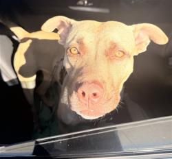 Shelter Stray Male Dog last seen Near BLOCK W MCNAB RD, TAMARAC FL 33321, 2400 SW 42nd St, Fort Lauderdale, FL 33312, USA