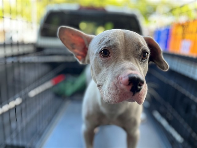 Shelter Stray Male Dog last seen Near BLOCK SW 42ND AVE, CORAL GABLES, FL 33134, 2400 SW 42nd St, Fort Lauderdale, FL 33312, USA