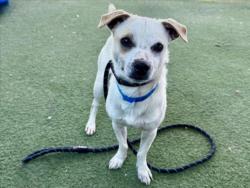 Shelter Stray Male Dog last seen , 11361 W Pico Blvd, Los Angeles, CA 90064, USA