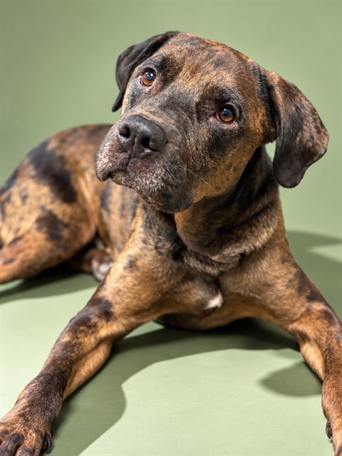 Shelter Stray Male Dog last seen Near BLOCK W 7TH ST, 2020 Forest St, Jacksonville, FL 32204, USA