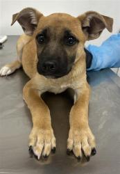 Shelter Stray Male Dog last seen Near BLOCK VAN NES AVE, FRESNO CA, 5277 E Airways Blvd, Fresno, CA 93727, USA