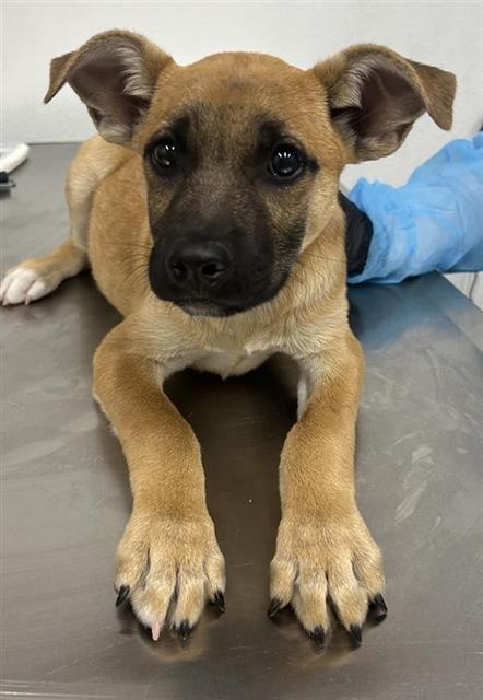 Shelter Stray Male Dog last seen Near BLOCK VAN NES AVE, FRESNO CA, 5277 E Airways Blvd, Fresno, CA 93727, USA
