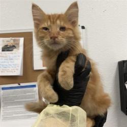 Shelter Stray Male Cat last seen Near BLOCK N PEACH AVE, FRESNO CA 93727, 5277 E Airways Blvd, Fresno, CA 93727, USA