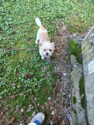 Found/Stray Male Dog last seen Broadway Baptist church, Maryville, TN 37804