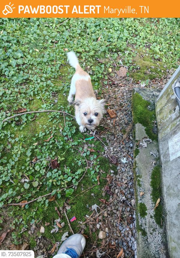 Found/Stray Male Dog last seen Broadway Baptist church, Maryville, TN 37804