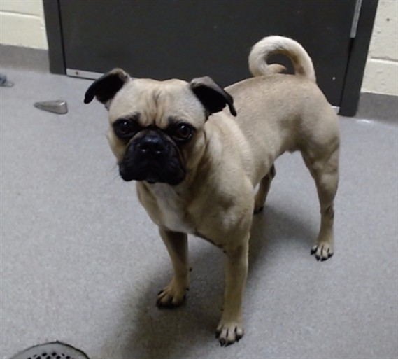 Shelter Stray Male Dog last seen I-70 PECOS ST, DENVER CO 80211, 1241 W Bayaud Ave, Denver, CO 80223, USA
