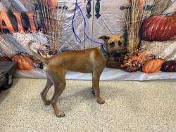 Shelter Stray Male Dog last seen Near BLOCK W 65 ST, 3599 NW 79th Ave, Doral, FL 33122, USA