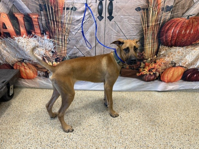 Shelter Stray Male Dog last seen Near BLOCK W 65 ST, 3599 NW 79th Ave, Doral, FL 33122, USA