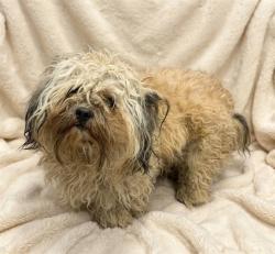 Shelter Stray Male Dog last seen , 38550 Sierra Hwy, Palmdale, CA 93550, USA