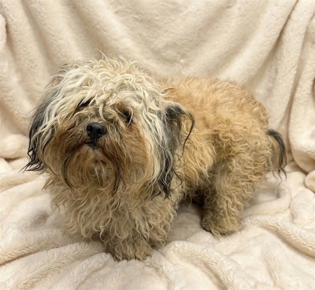 Shelter Stray Male Dog last seen , 38550 Sierra Hwy, Palmdale, CA 93550, USA