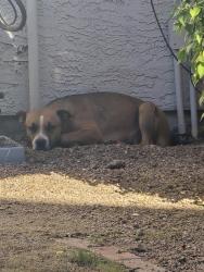 Found/Stray Female Dog last seen Archers apmt Homes, Glendale, AZ 85301