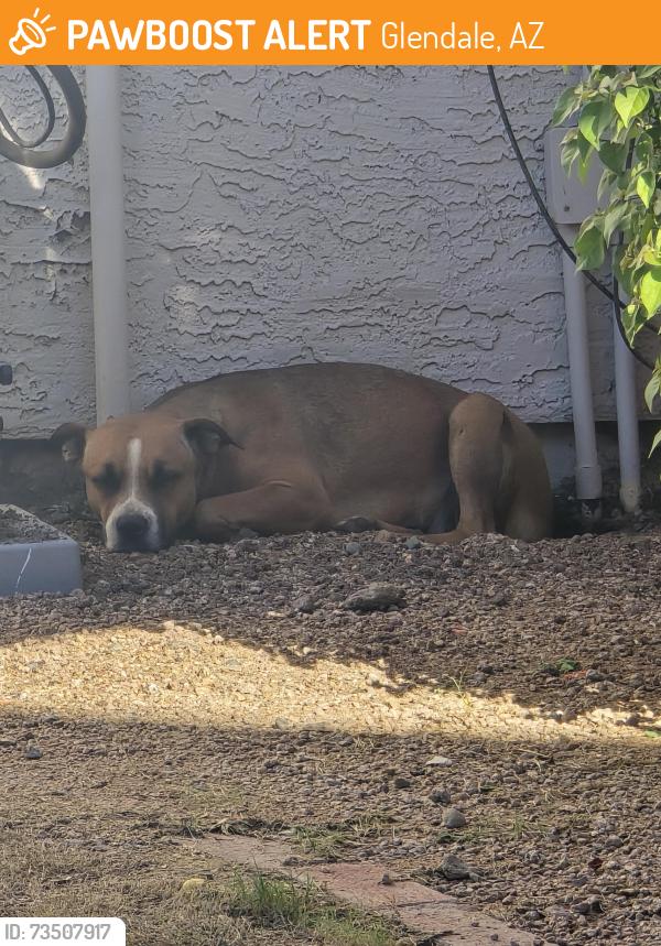 Found/Stray Female Dog last seen Archers apmt Homes, Glendale, AZ 85301