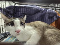 Shelter Stray Female Cat last seen , West Valley Animal Shelter, 20655 Plummer St, Chatsworth, CA 91311, USA