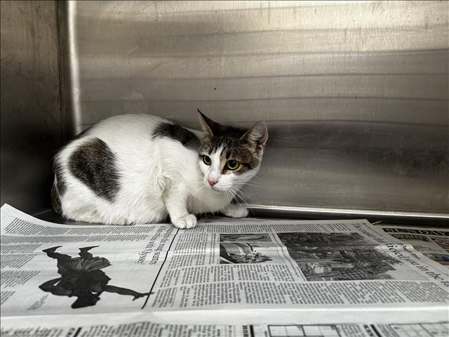 Shelter Stray Female Cat last seen , 3201 Lacy St, Los Angeles, CA 90031, USA