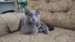 Reunited Female Cat last seen McKay Ave and Rothesay Street, Winnipeg, MB 