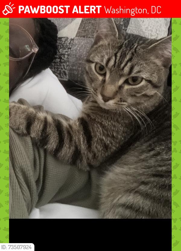 Lost Male Cat last seen The alleyway between Farragut Street and Gallatin Street., Washington, DC 20011
