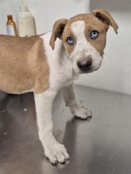Shelter Stray Female Dog last seen Near BLOCK S UNION AVE, BAKERSFIELD CA 93307, 3951 Fruitvale Ave, Bakersfield, CA 93308, USA