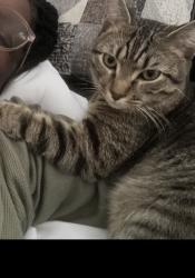 Lost Male Cat last seen The alleyway between Farragut Street and Gallatin Street., Washington, DC 20011