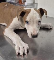 Shelter Stray Male Dog last seen Near BLOCK S UNION AVE, BAKERSFIELD CA 93307, 3951 Fruitvale Ave, Bakersfield, CA 93308, USA