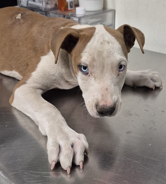 Shelter Stray Male Dog last seen Near BLOCK S UNION AVE, BAKERSFIELD CA 93307, 3951 Fruitvale Ave, Bakersfield, CA 93308, USA