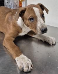 Shelter Stray Male Dog last seen Near BLOCK S UNION AVE, BAKERSFIELD CA 93307, 3951 Fruitvale Ave, Bakersfield, CA 93308, USA