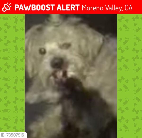 Lost Male Dog last seen Atwood & indian, Moreno Valley, CA 92553