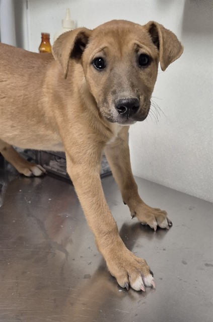 Shelter Stray Female Dog last seen Near BLOCK S UNION AVE, BAKERSFIELD CA 93307, 3951 Fruitvale Ave, Bakersfield, CA 93308, USA