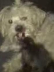 Lost Male Dog last seen Atwood & indian, Moreno Valley, CA 92553