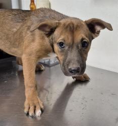 Shelter Stray Female Dog last seen Near BLOCK S UNION AVE, BAKERSFIELD CA 93307, 3951 Fruitvale Ave, Bakersfield, CA 93308, USA