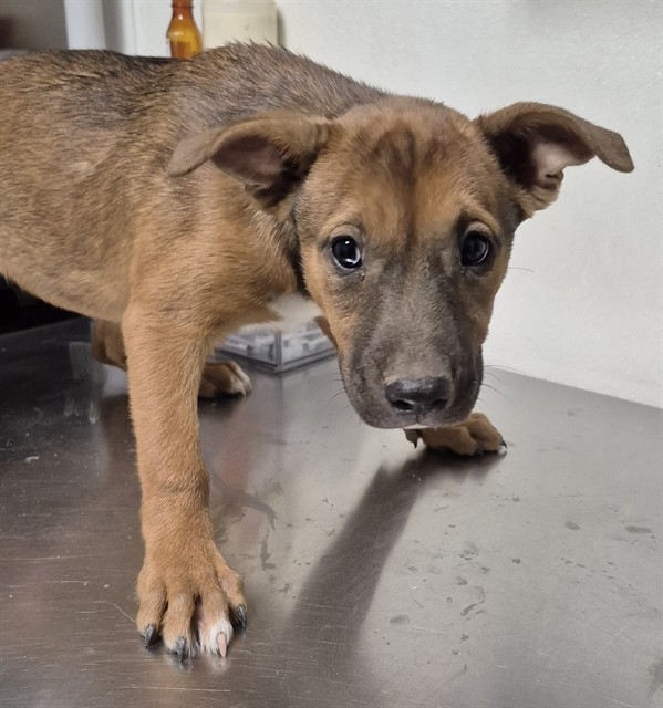 Shelter Stray Female Dog last seen Near BLOCK S UNION AVE, BAKERSFIELD CA 93307, 3951 Fruitvale Ave, Bakersfield, CA 93308, USA