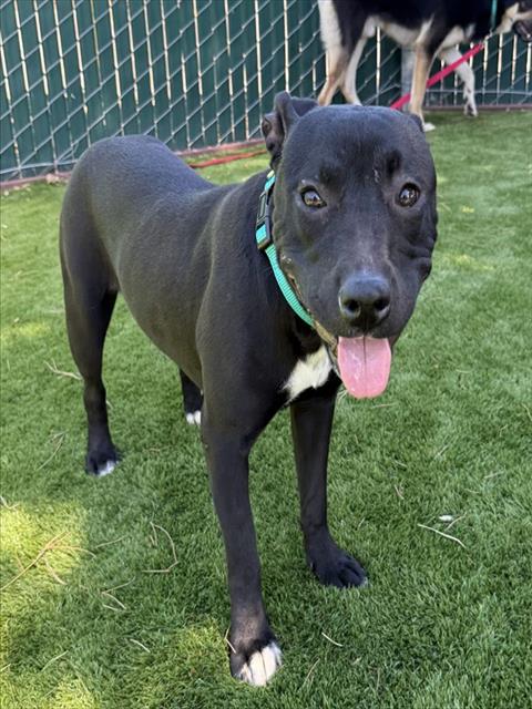 Shelter Stray Female Dog last seen SYCAMORE AND MERRILL, 333 Chandler Pl, San Bernardino, CA 92408, USA