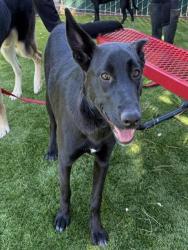 Shelter Stray Female Dog last seen INLAND CENTER MALL AND E ST, 333 Chandler Pl, San Bernardino, CA 92408, USA
