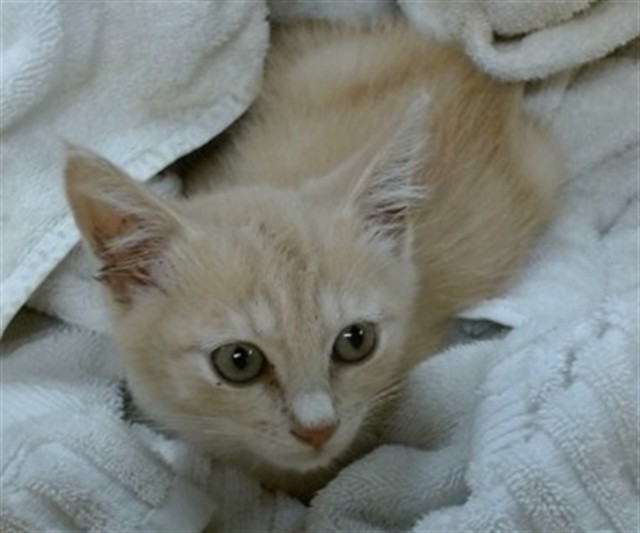Shelter Stray Male Cat last seen , 2811 SE 29th St, Oklahoma City, OK 73129, USA