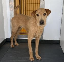 Shelter Stray Male Dog last seen 49TH AND MAYFIELD, 333 Chandler Pl, San Bernardino, CA 92408, USA