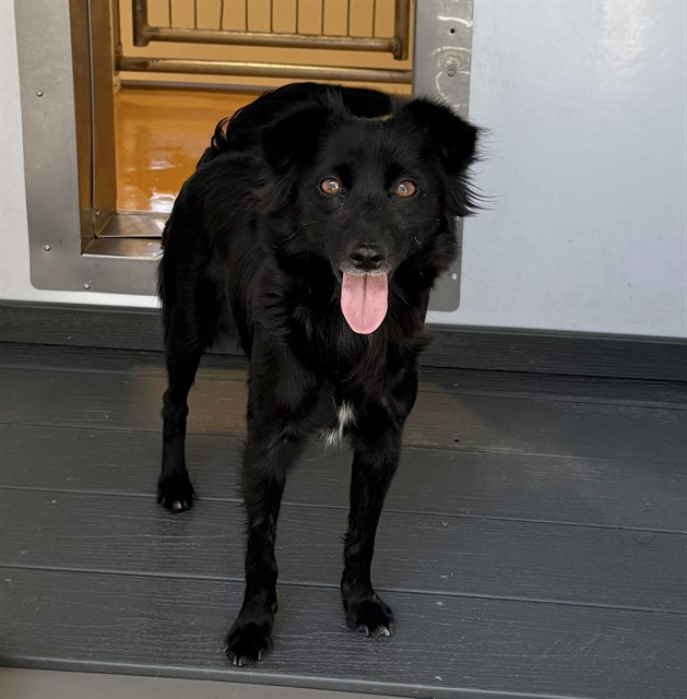 Shelter Stray Female Dog last seen Near BLOCK W N ST, 333 Chandler Pl, San Bernardino, CA 92408, USA