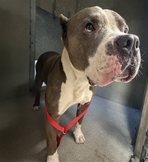 Shelter Stray Male Dog last seen Near BLOCK W WILSON ST, 333 Chandler Pl, San Bernardino, CA 92408, USA