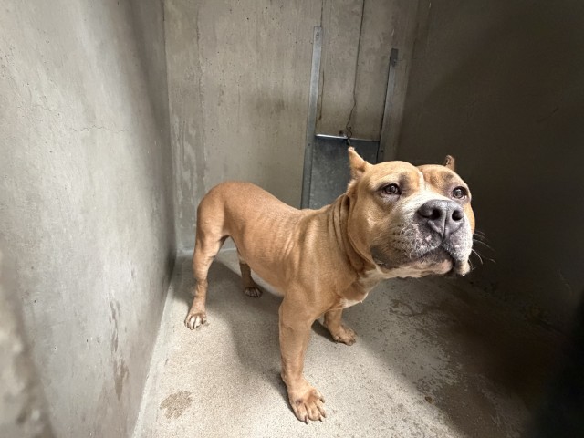 Shelter Stray Male Dog last seen Near BLOCK N EUCALYPTUS, 333 Chandler Pl, San Bernardino, CA 92408, USA