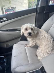 Found/Stray Male Dog last seen Royse city, Royse City, TX 75189
