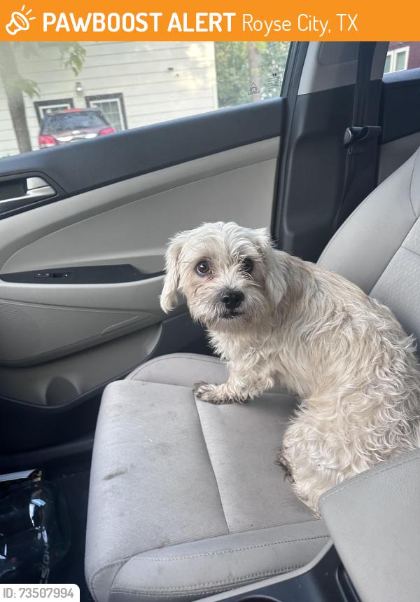 Found/Stray Male Dog last seen Royse city, Royse City, TX 75189