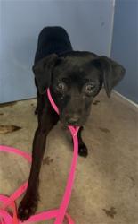 Shelter Stray Female Dog last seen VALLEY, 333 Chandler Pl, San Bernardino, CA 92408, USA