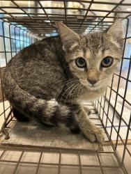 Shelter Stray Female Cat last seen ELM ST, 8311 Freedom Dr, Pearland, TX 77581, USA