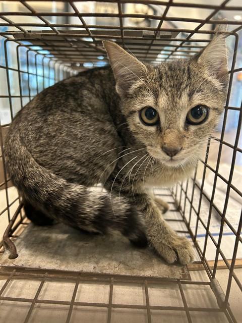Shelter Stray Female Cat last seen ELM ST, 8311 Freedom Dr, Pearland, TX 77581, USA