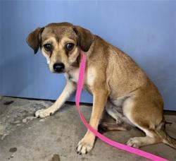 Shelter Stray Female Dog last seen VALLEY, 333 Chandler Pl, San Bernardino, CA 92408, USA