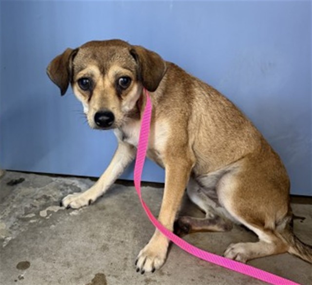 Shelter Stray Female Dog last seen VALLEY, 333 Chandler Pl, San Bernardino, CA 92408, USA