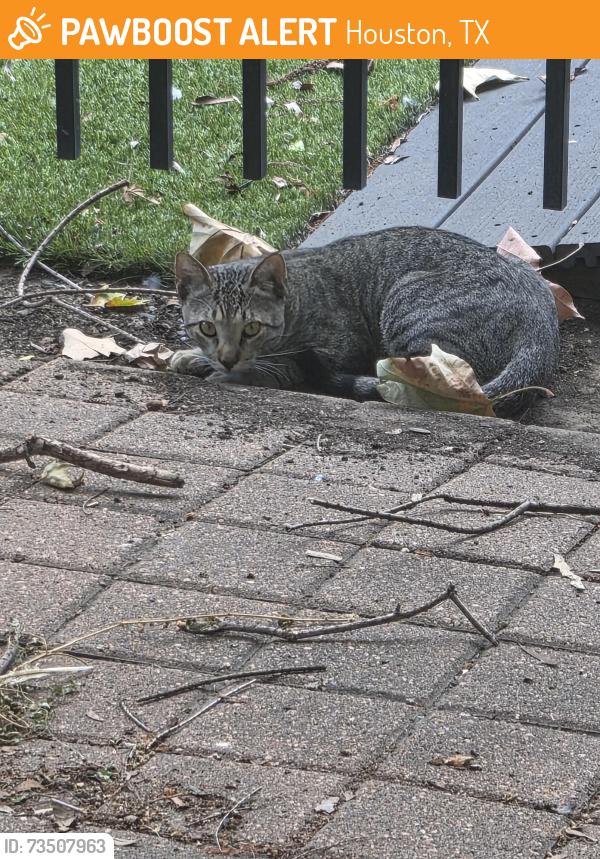 Found/Stray Male Cat last seen Travis & Congress, Houston, TX 77002