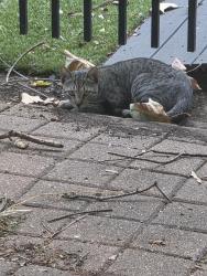 Found/Stray Male Cat last seen Travis & Congress, Houston, TX 77002